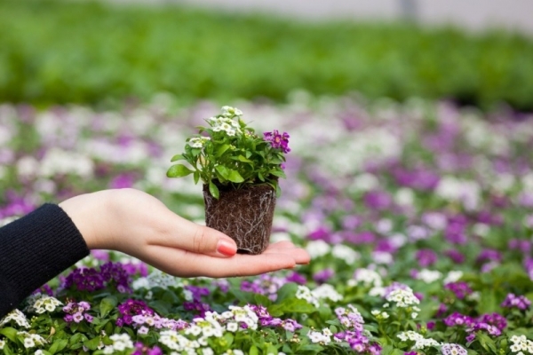 5 советов при выращивании рассады цветов: без них можно остаться без ярко цветущих грядок